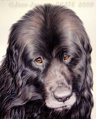 Portrait du chien Terre Neuve reprsent au crayon de couleur